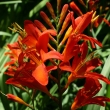 Crocosmia okovango - Abriachan Nurseries